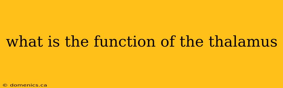 what is the function of the thalamus