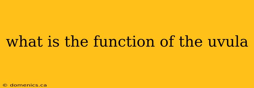 what is the function of the uvula