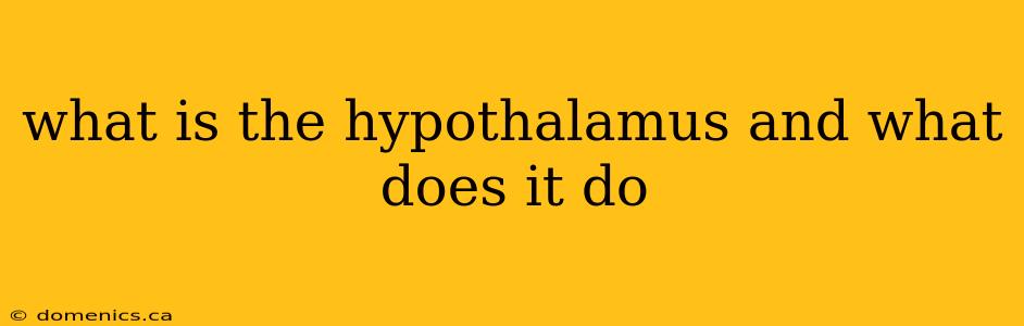 what is the hypothalamus and what does it do