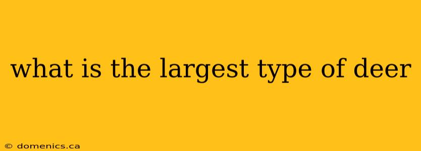 what is the largest type of deer