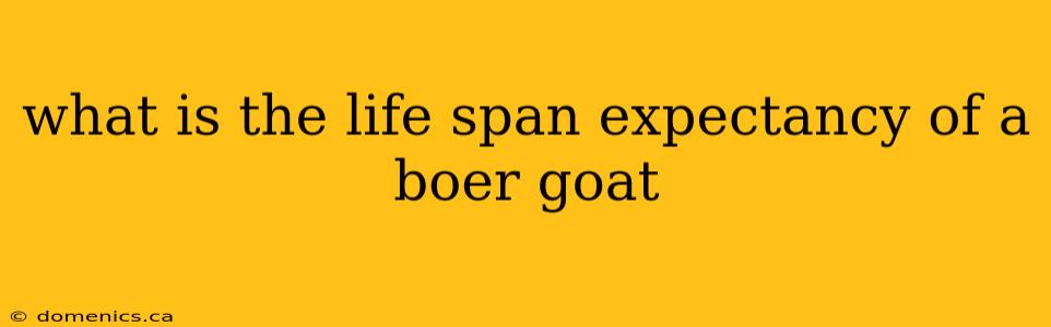 what is the life span expectancy of a boer goat