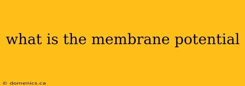 what is the membrane potential