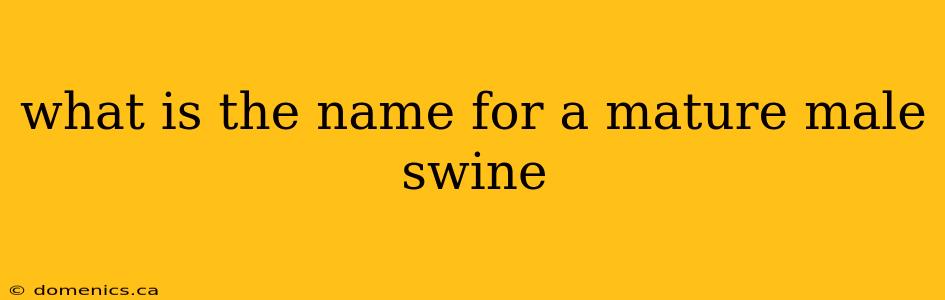 what is the name for a mature male swine
