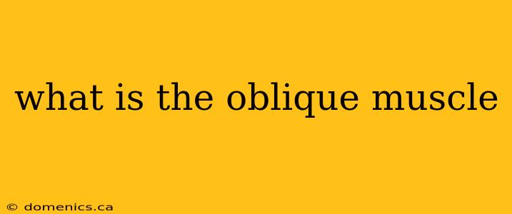 what is the oblique muscle