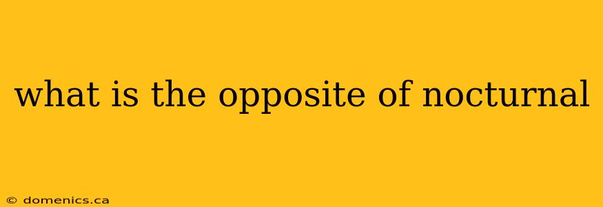 what is the opposite of nocturnal