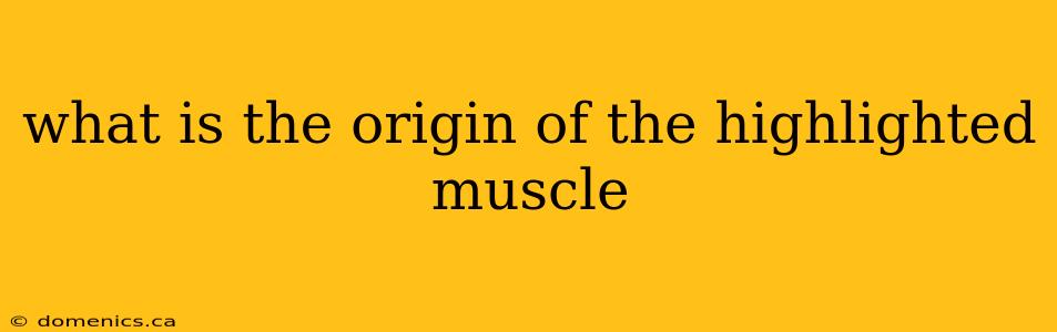 what is the origin of the highlighted muscle