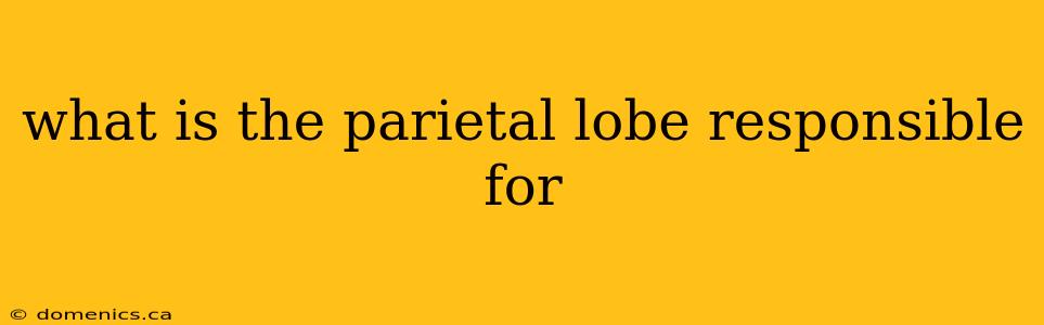 what is the parietal lobe responsible for