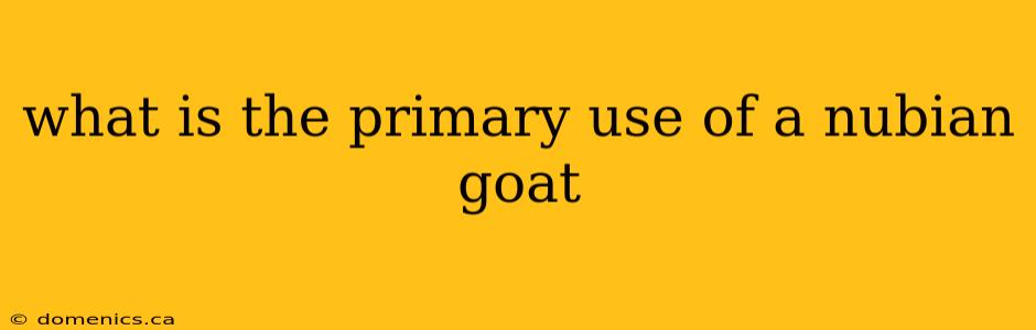 what is the primary use of a nubian goat