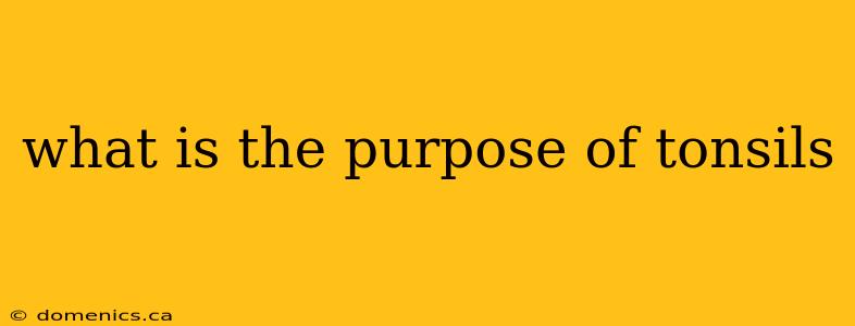 what is the purpose of tonsils