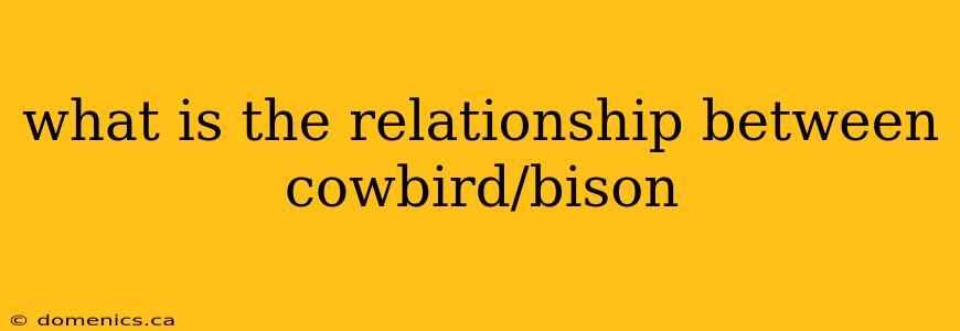 what is the relationship between cowbird/bison