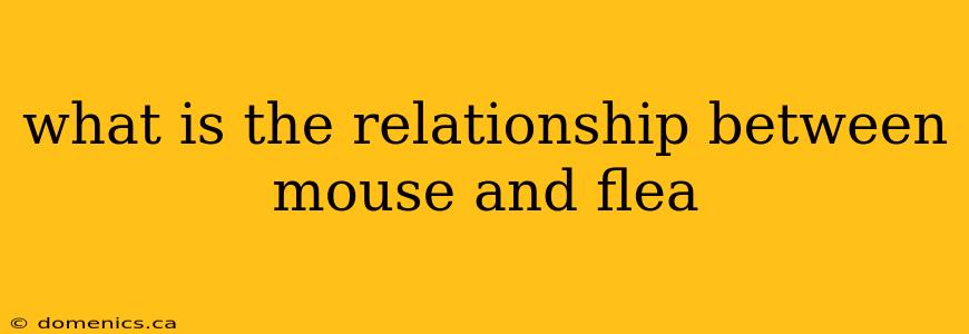 what is the relationship between mouse and flea