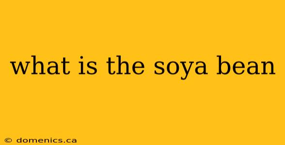 what is the soya bean