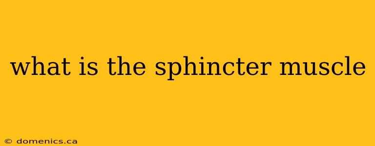 what is the sphincter muscle