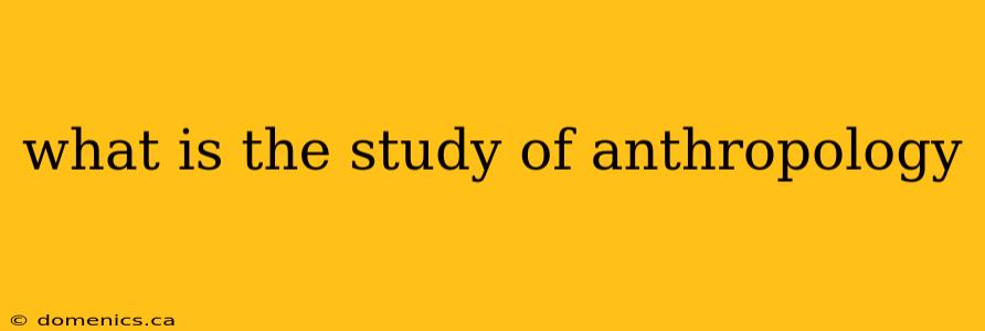 what is the study of anthropology