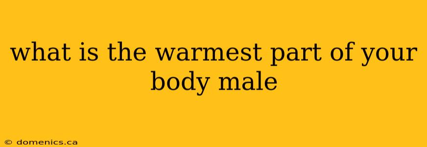 what is the warmest part of your body male