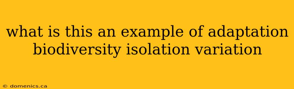 what is this an example of adaptation biodiversity isolation variation