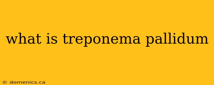 what is treponema pallidum