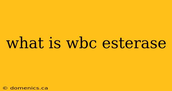 what is wbc esterase