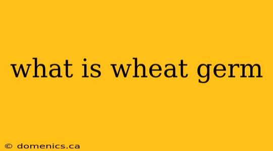 what is wheat germ