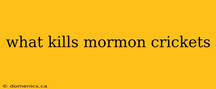 what kills mormon crickets