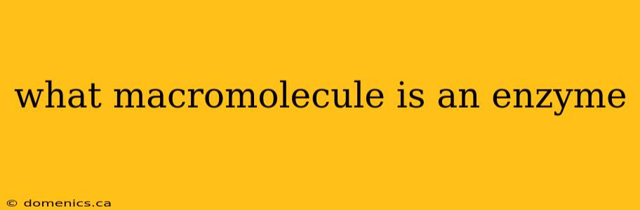 what macromolecule is an enzyme