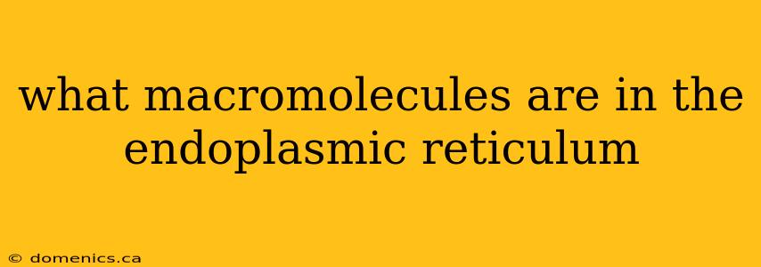 what macromolecules are in the endoplasmic reticulum