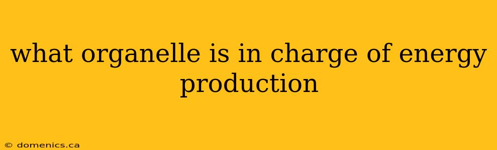 what organelle is in charge of energy production