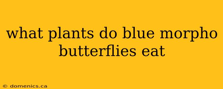 what plants do blue morpho butterflies eat