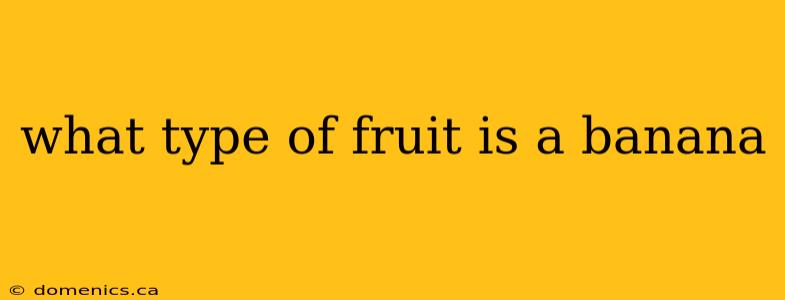 what type of fruit is a banana