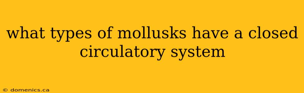 what types of mollusks have a closed circulatory system