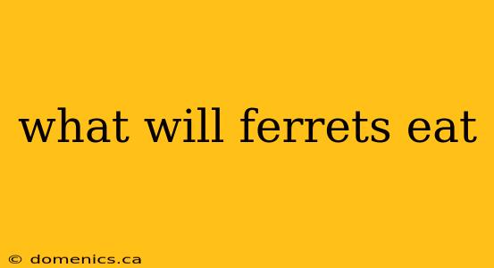 what will ferrets eat