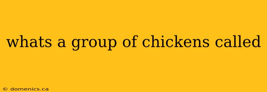 whats a group of chickens called