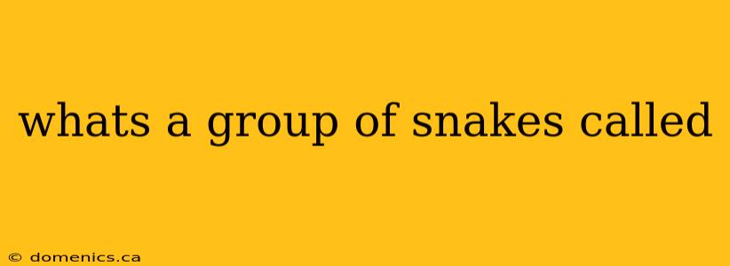 whats a group of snakes called