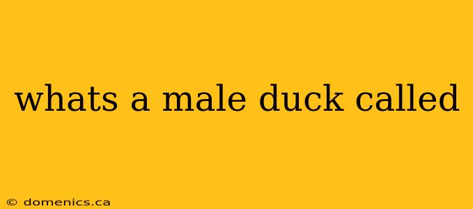 whats a male duck called