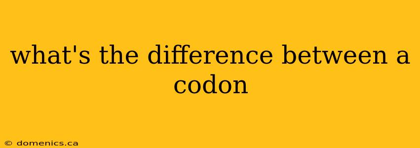 what's the difference between a codon