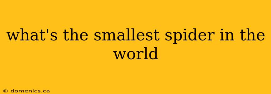 what's the smallest spider in the world