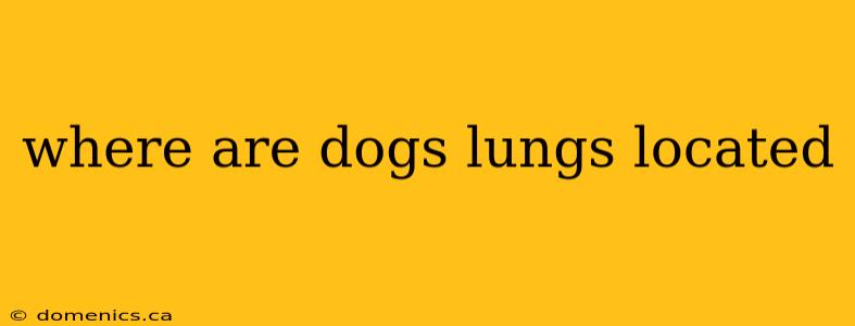 where are dogs lungs located