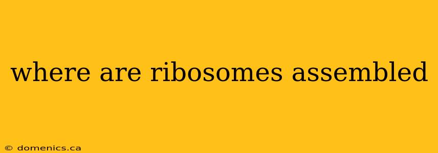 where are ribosomes assembled