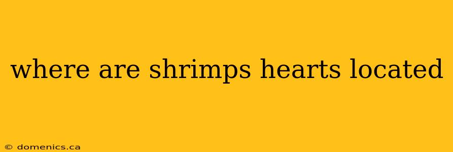 where are shrimps hearts located