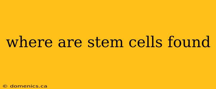 where are stem cells found