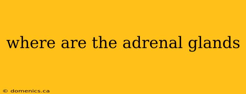 where are the adrenal glands