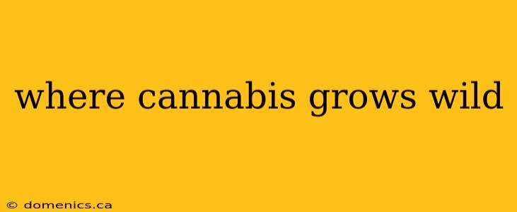 where cannabis grows wild