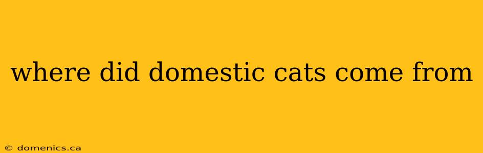 where did domestic cats come from