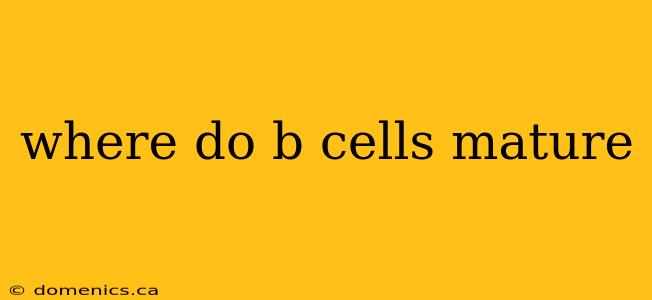 where do b cells mature