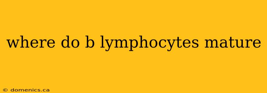 where do b lymphocytes mature