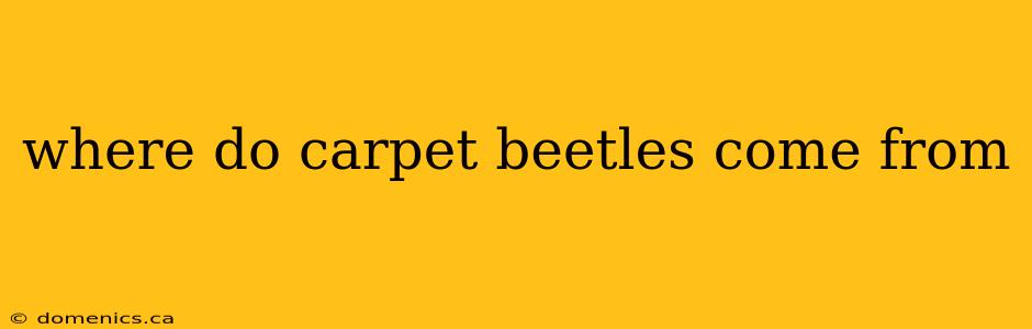 where do carpet beetles come from