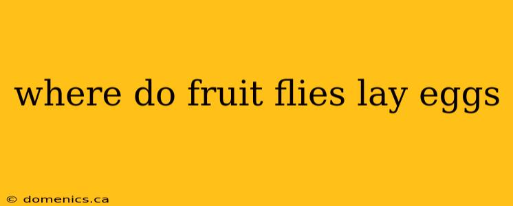 where do fruit flies lay eggs