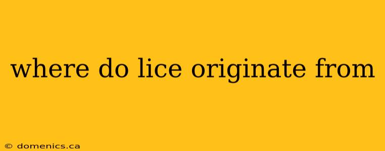 where do lice originate from