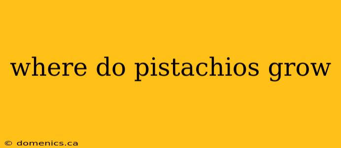 where do pistachios grow