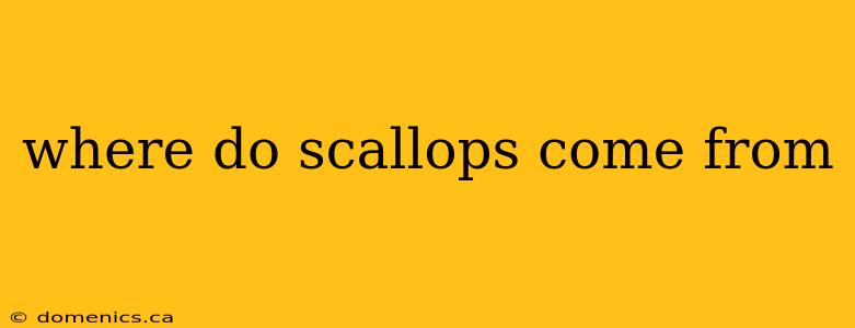 where do scallops come from